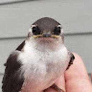 Meet your Posher, Gavin